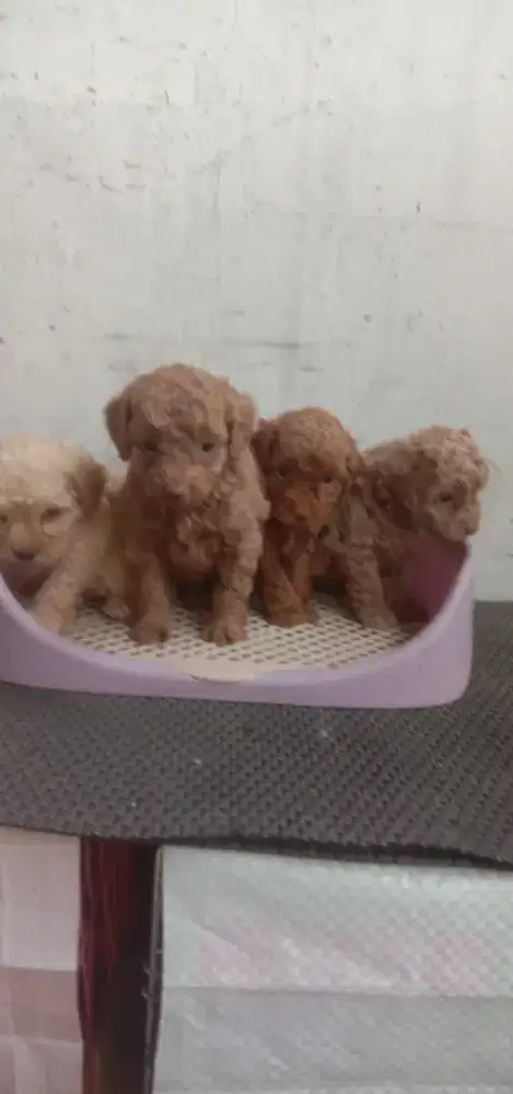 Anakan poodle jantan betina 1.5 bln