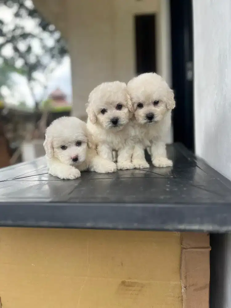 Poodle mini size jantan & betina
