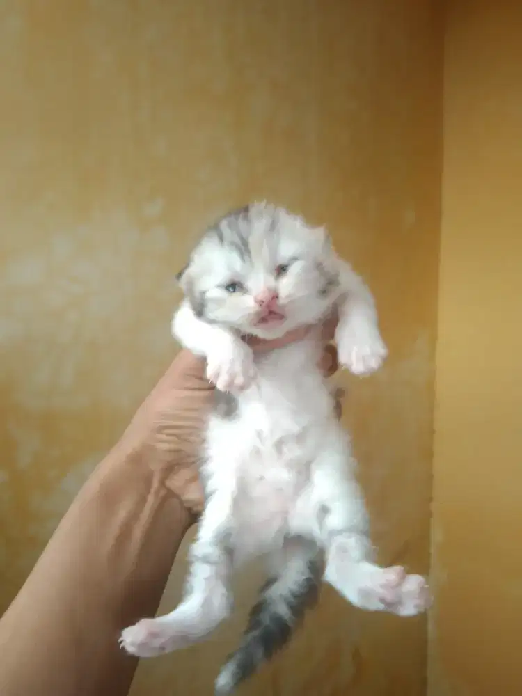 Munckhins  ns betina usia  15 hari husus yg bisa rawat