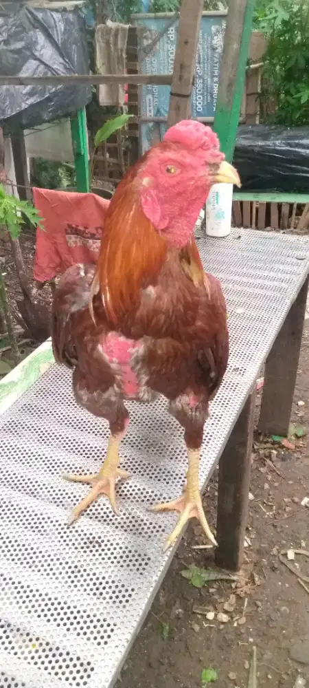 Jual ayam Bangkok pakoy