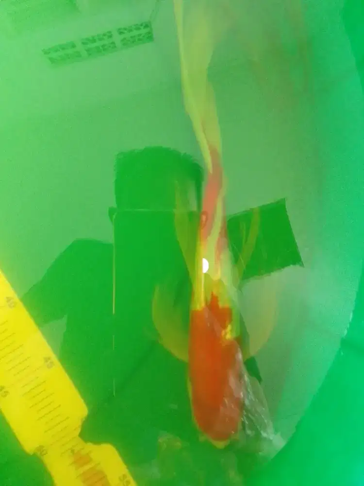 Ikan koi jenis Slayer Kohaku Ginrin 33cm