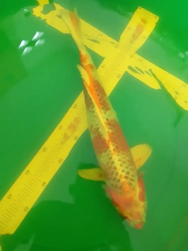 Ikan koi jenis Kujaku 42cm HQ