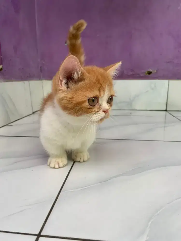 kucing munchkin