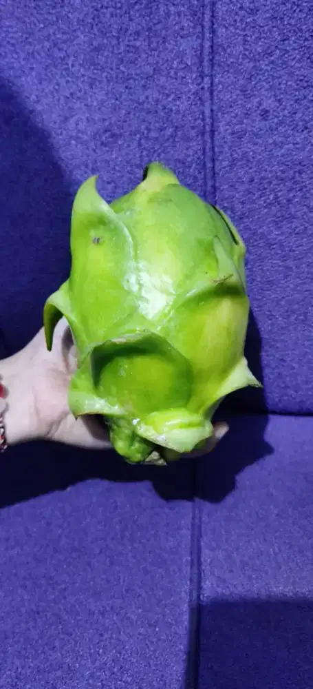 Buah NAGA KUNING JUMBO