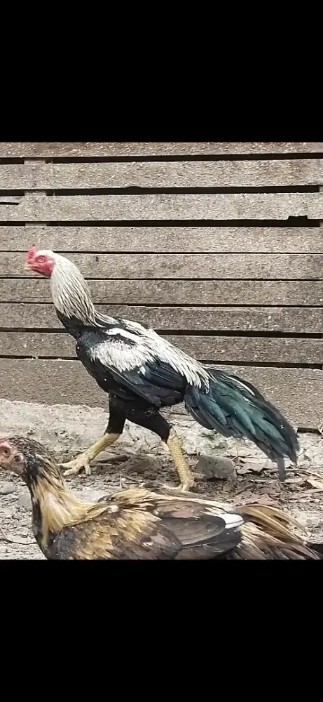 Ayam ekor lidi umur 7 bulan