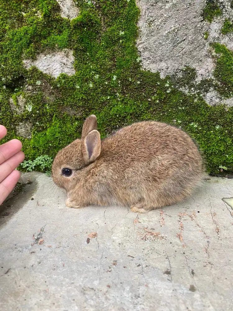 kelinci netherland dwarf