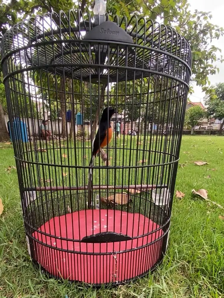 Murai Batu Ekor Panjang Gacoran