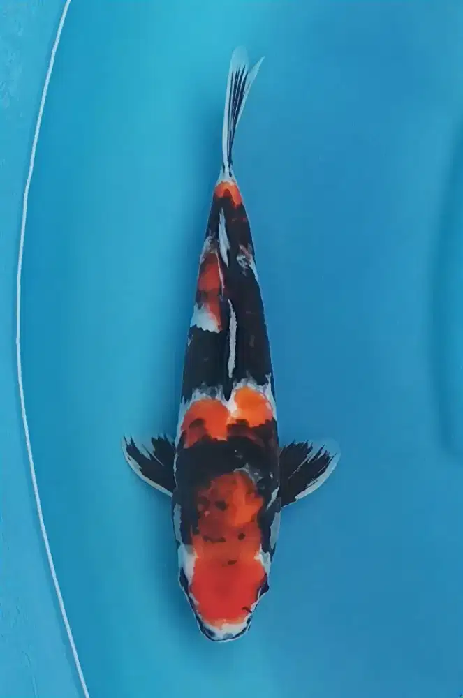 Koi Showa Sanshoku