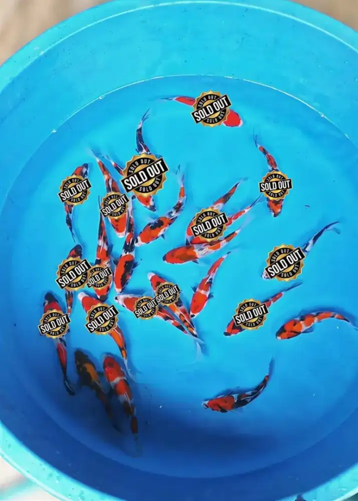 Koi Showa Super 10-15cm