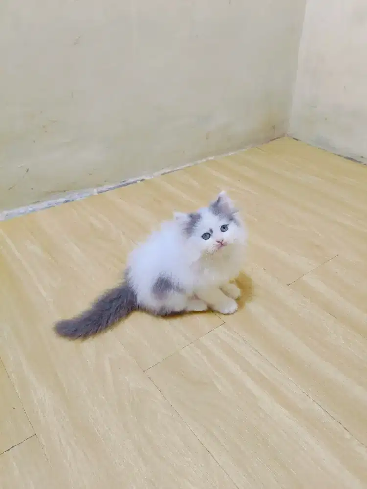 Kitten persia abu putih
