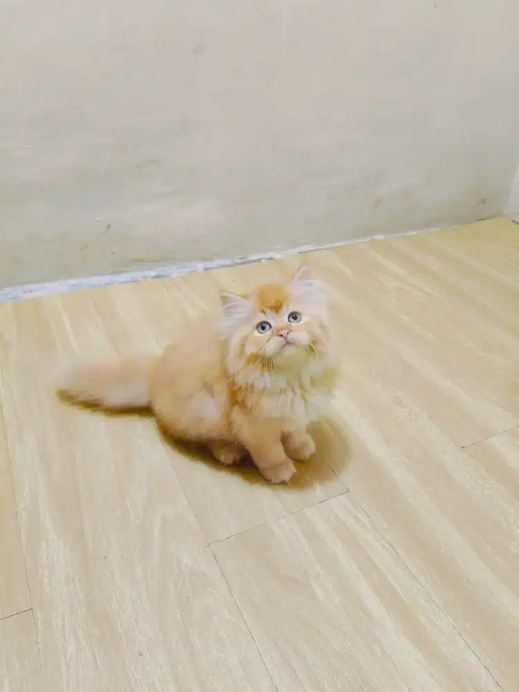 Kitten Persia oyen garfil