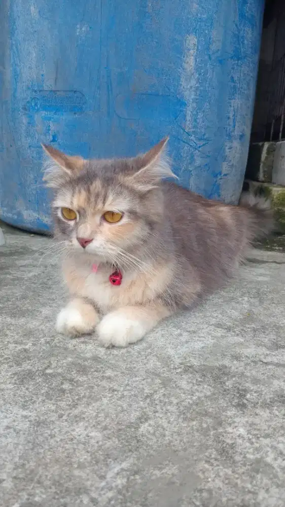 Jual Kucing Angora free anak kucing 4