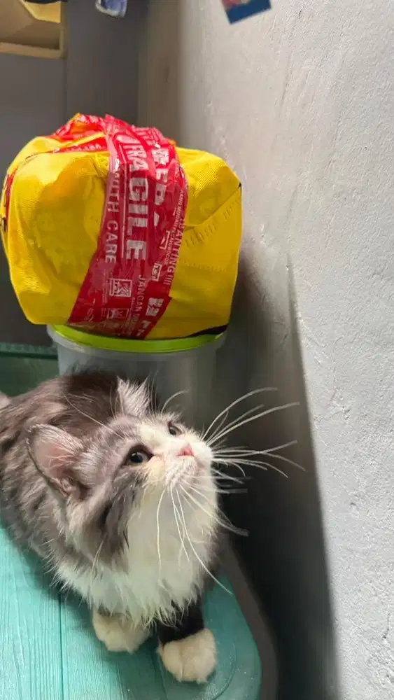 Kitten jantan usia 3bulan