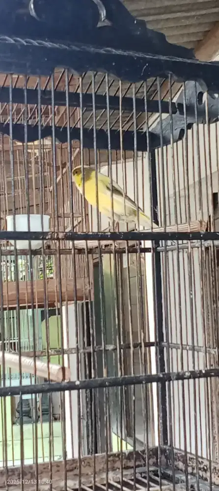 Kenari Jantan Muda Afs