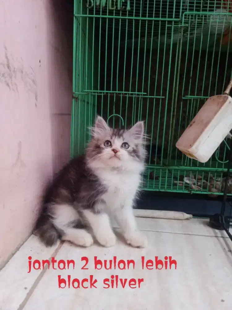 Kucing Persia medium