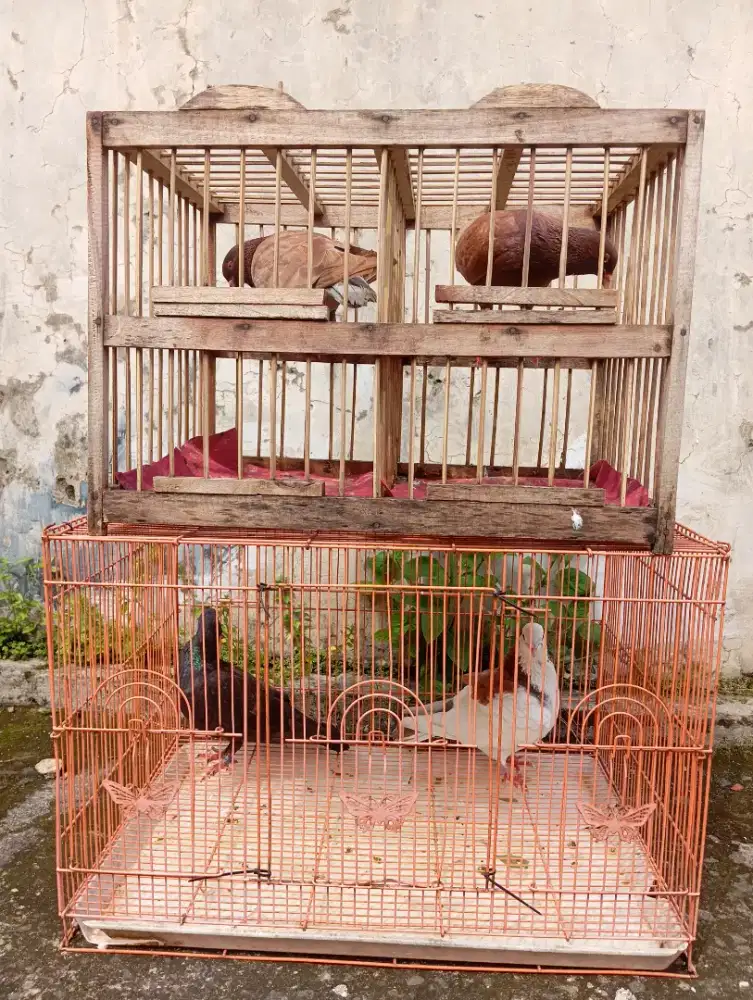 Borongan dara sama kandang nya