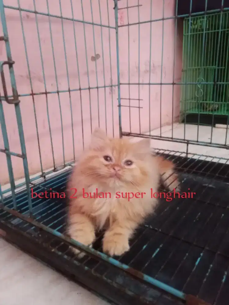 Kucing Persia flatnose