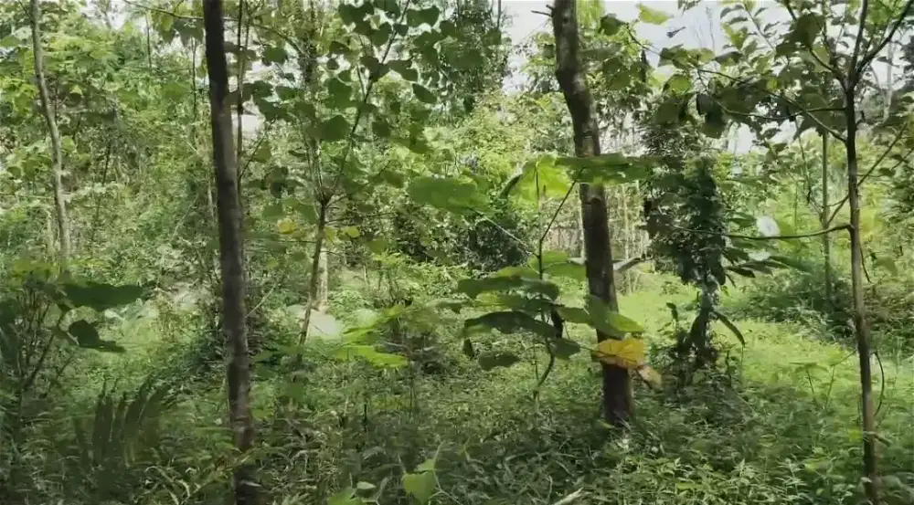 Tanah Kebon Dekat Rumah Warga