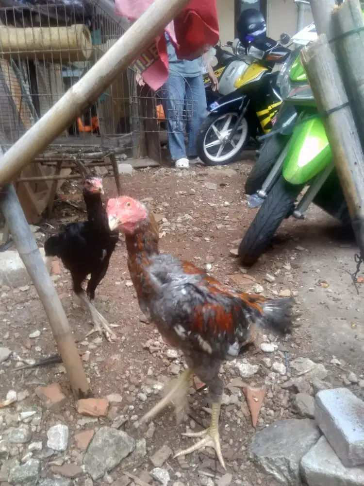 Ayam Bangkok muda
