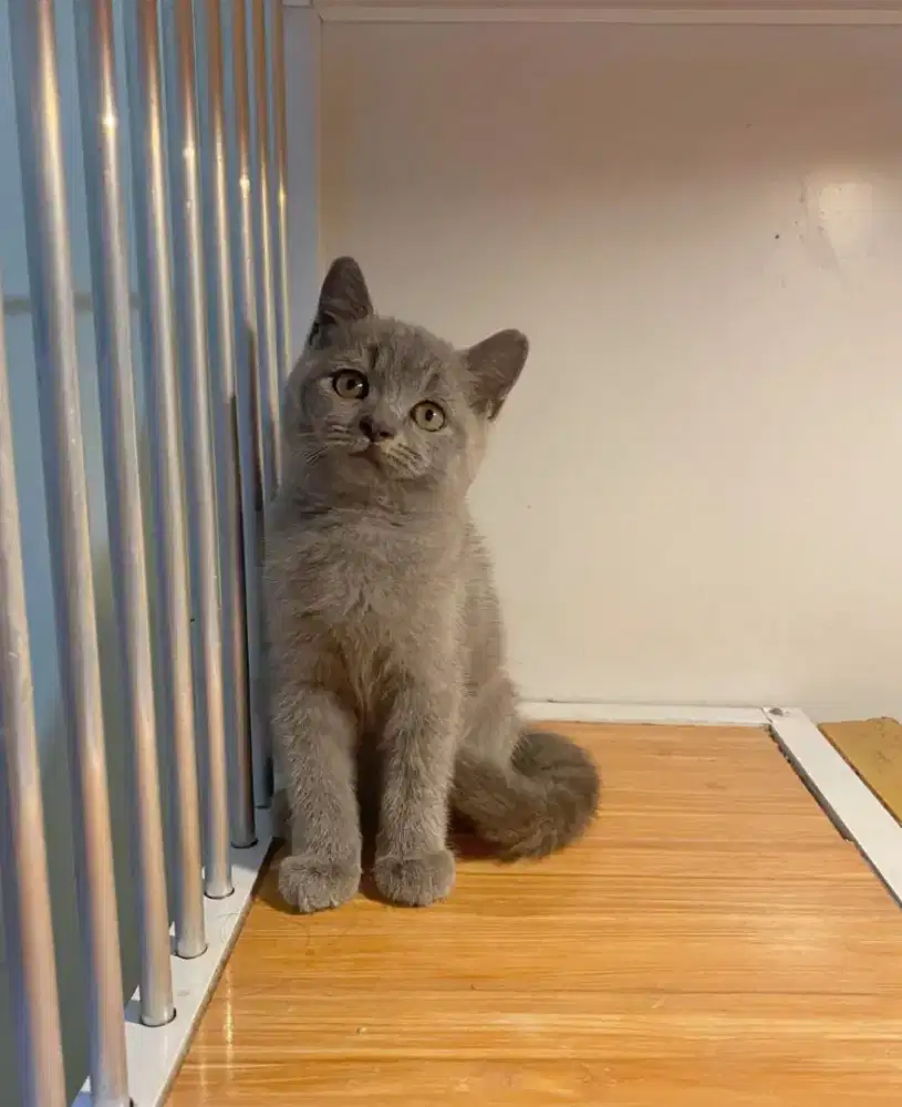 Kitten bsh blue jantan umur 2,5 bulan