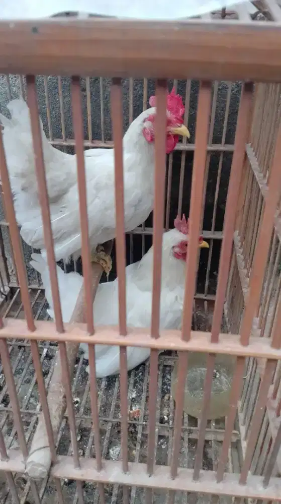 Ayam kate hias murah saja
