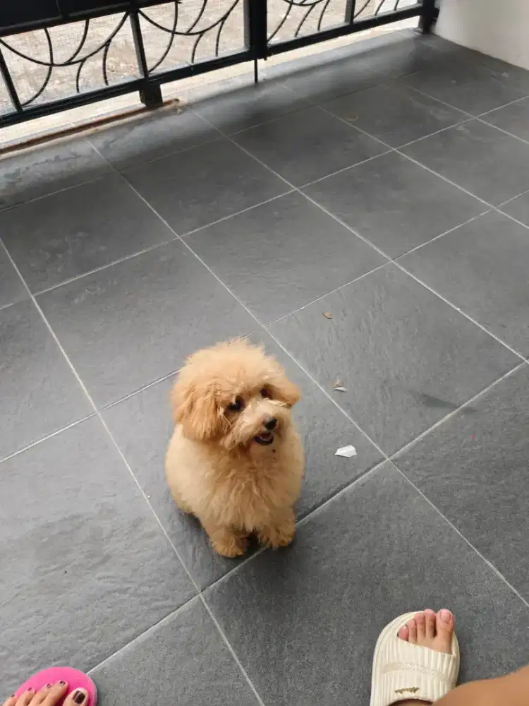 Di jual anjing poodle usia 4 bulan