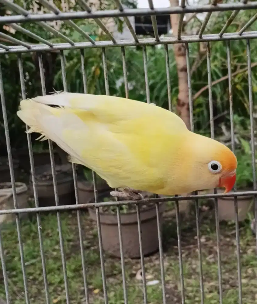 lovebird biola pb cremino MH