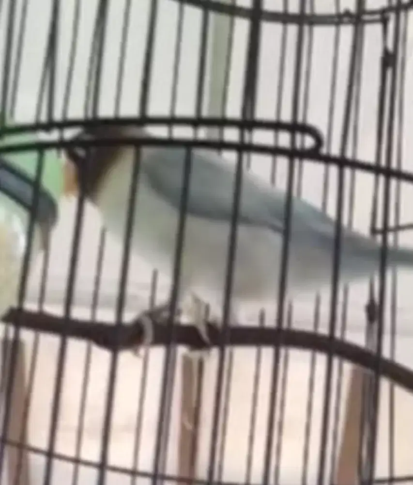 Burung Love Bird Sudah Bawel