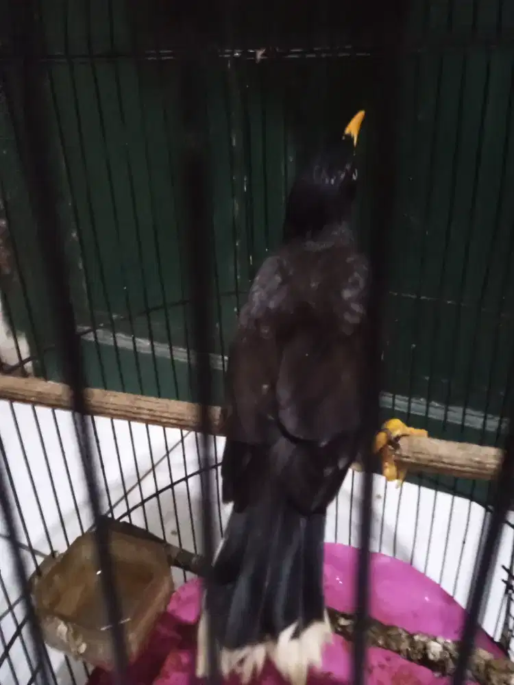 dijual burung jalak kebo jantan fullset