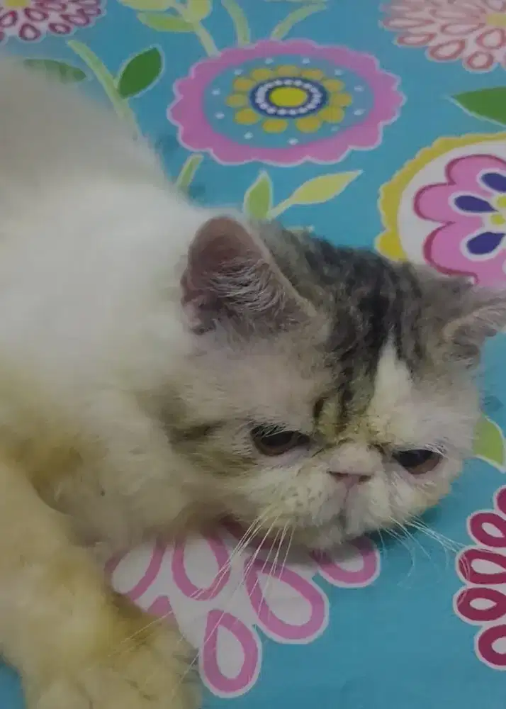 Jasa pacak kucing peaknose exo