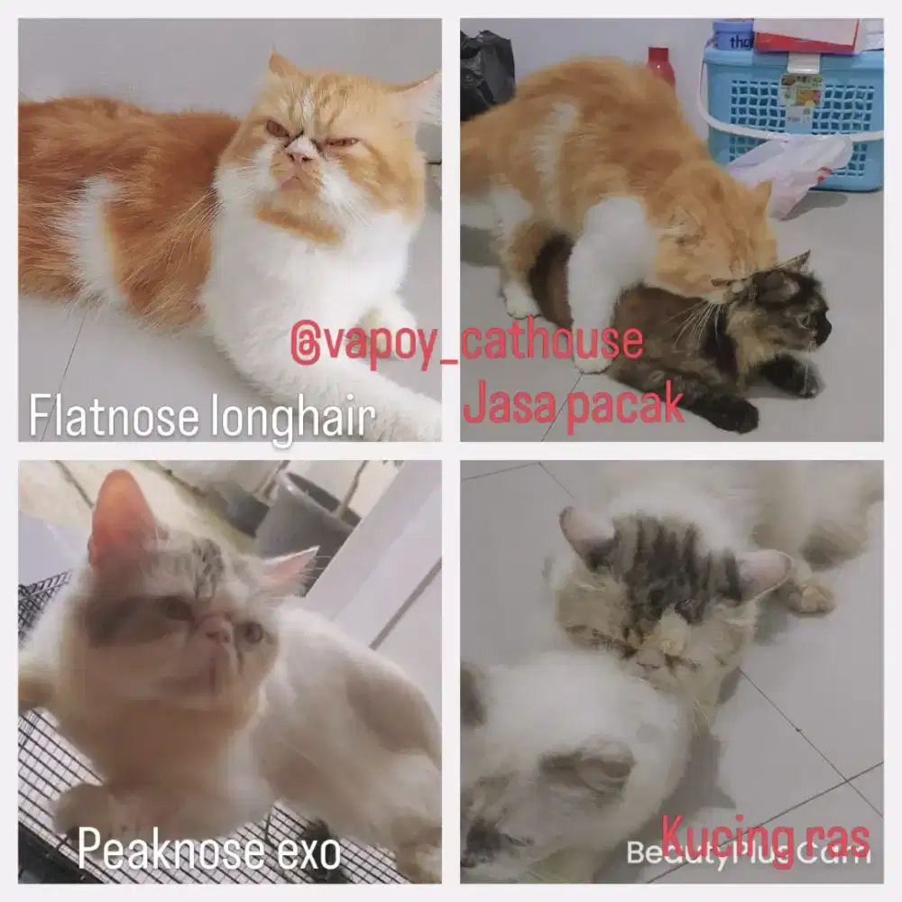 Jasa pacak kucing peaknose exo