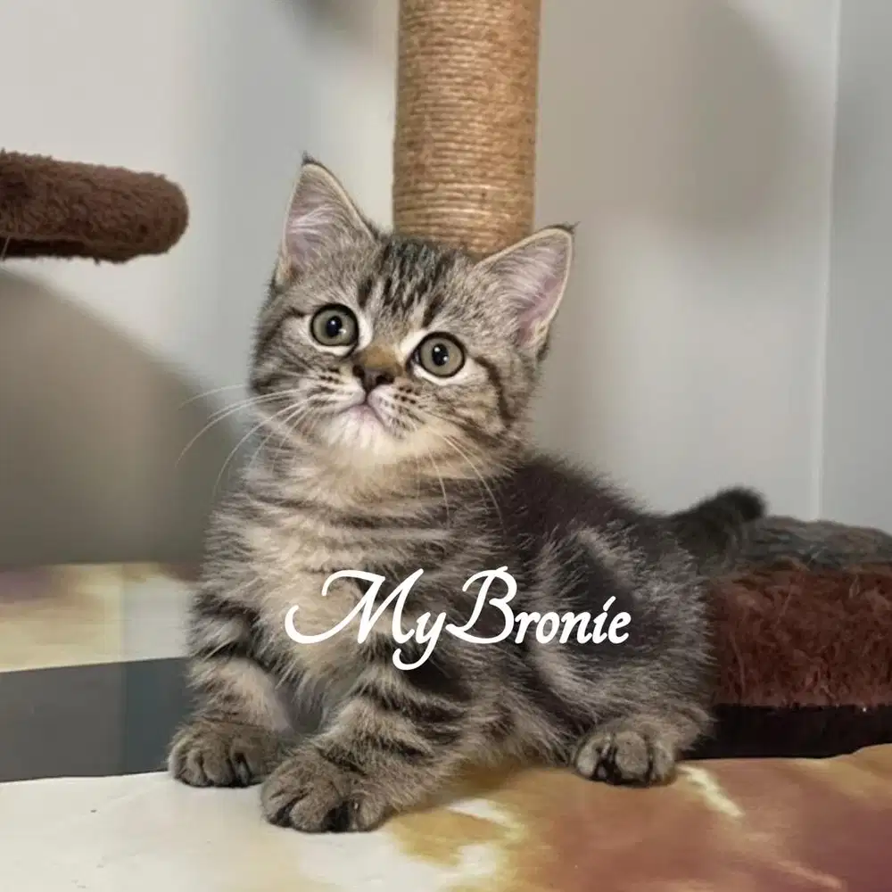 Kucing munchkin british shorthair