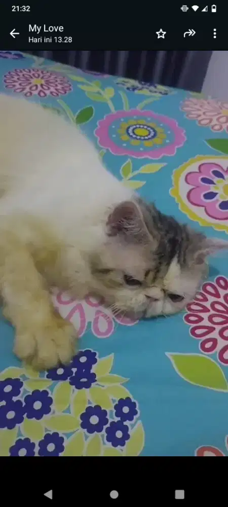 Jasa pacak kucing peaknose exo