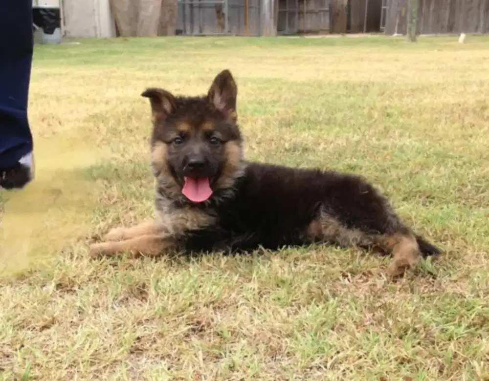 DIJUAL ANAK ANJING GERMAN SHEPHERD ( HERDER)