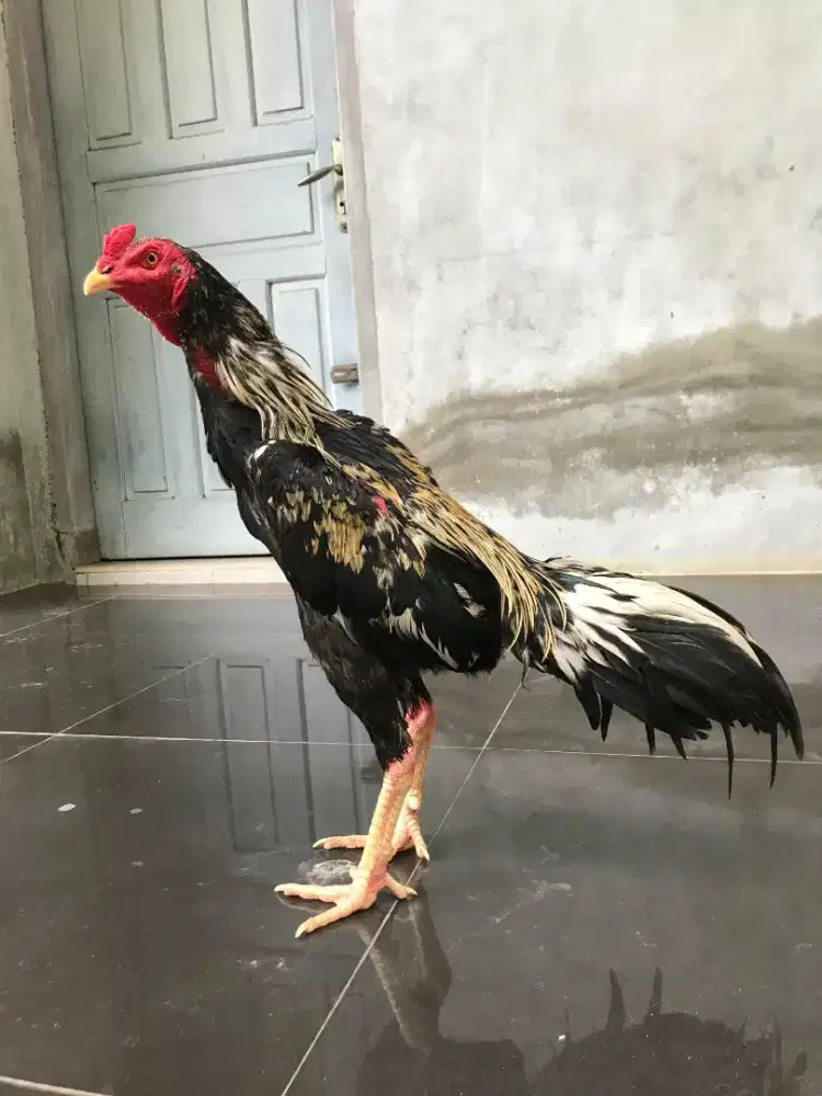 Ayam Muda Jalak Pk Bk