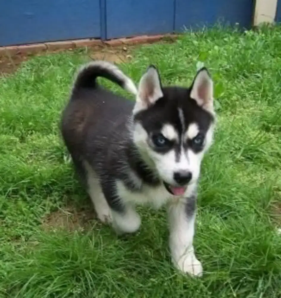 DIJUAL ANAK ANJING SIBERIAN HUSKY