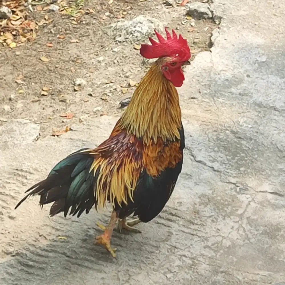 Ayam Kate Jantan