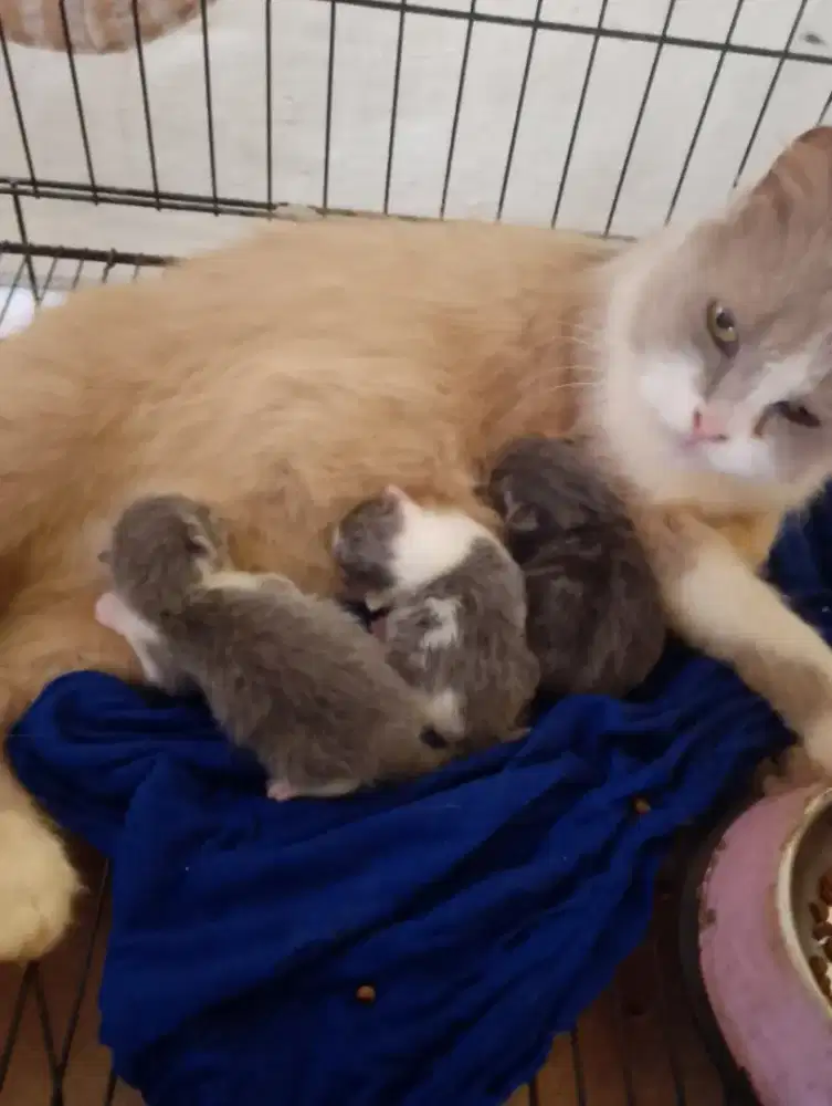 Kucing persia + 3 anak