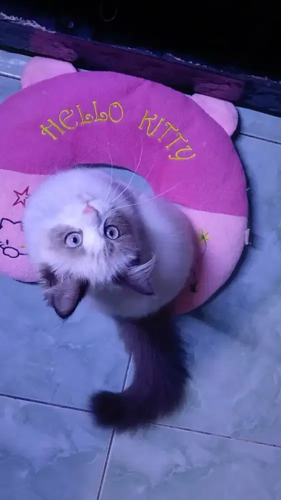 Kitten ragdoll seal bicolor betina