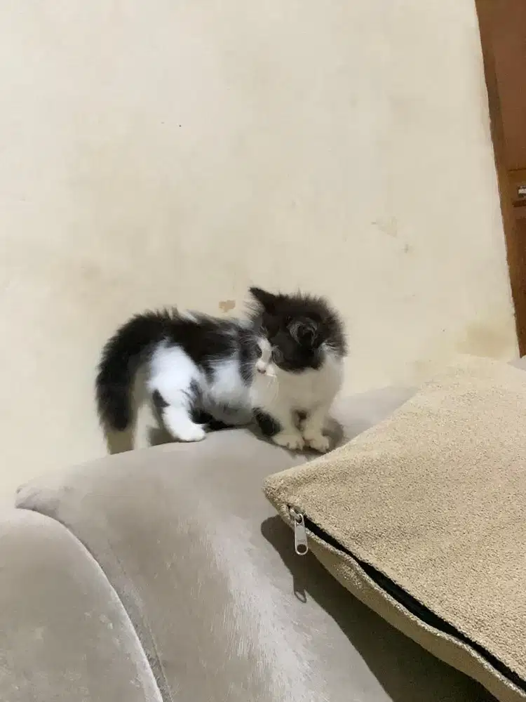 Kucing kitten munchkin minuet cebol