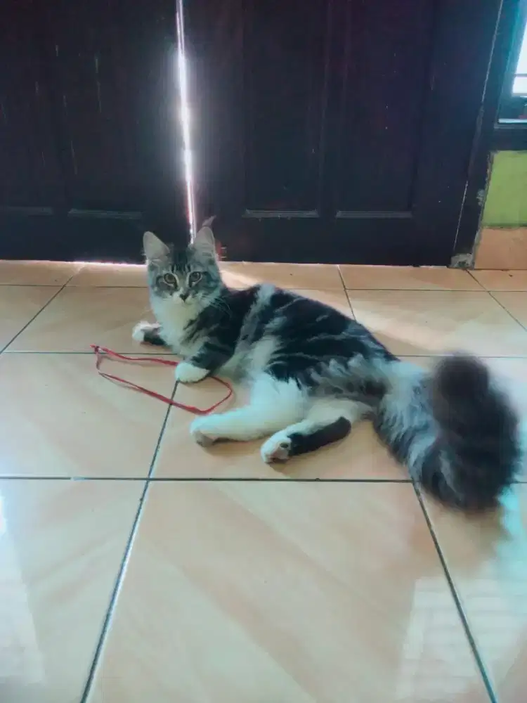 Kucing mainecoon betin, persia, bsh, scotiish, jntan