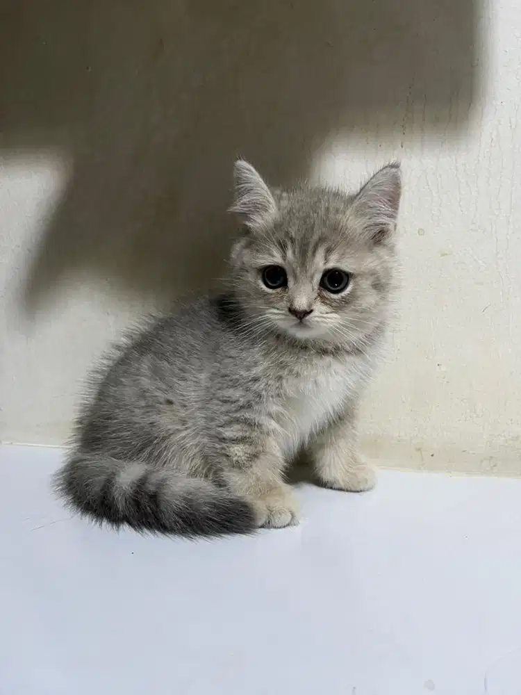 British Shorthair BSH Non-PED: Fawn, Tabby, Blue