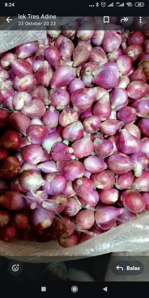 bawang merah Brebes pilihan besar