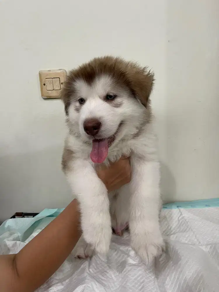 Anjing Alaskan Malamute
