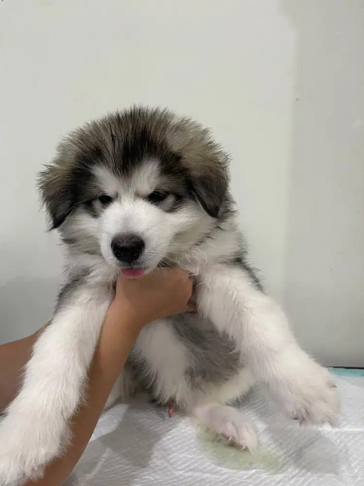 Anjing Alaskan Malamute