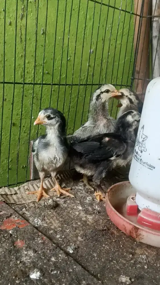 Ayam mangon bangkok anakan