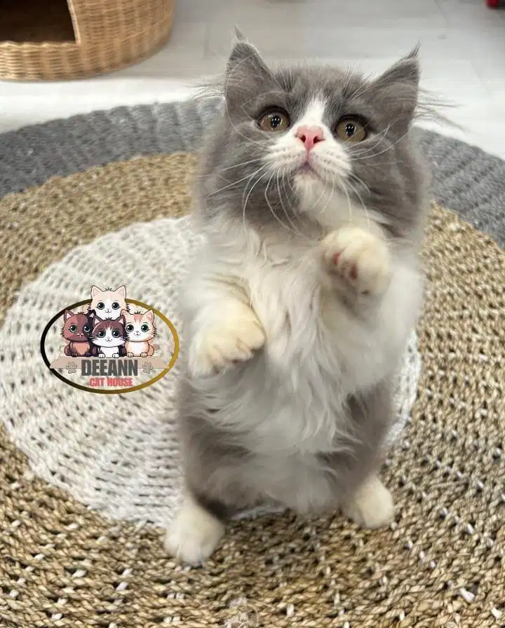 Kucing Munchkin British Long Hair BLH