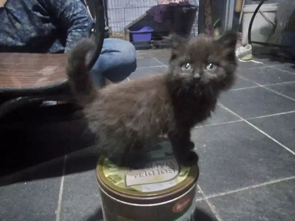 Kitten persia medium