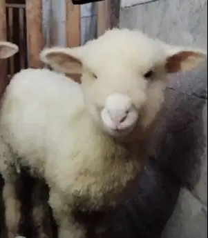 sepasang anakan cempe domba merino 4 bln 1 jantan 1 betina unggulan ok