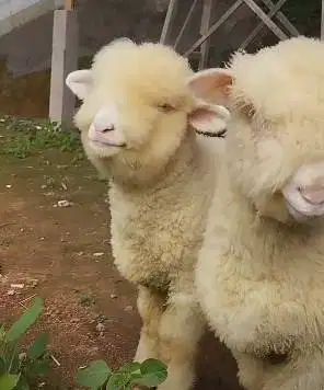 sepasang anakan cempe domba merino super 4 bln 1 jantan 1 betina puas